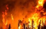 wildfire forest