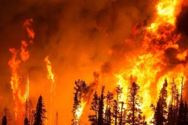 wildfire forest