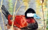 youth art contest birds
