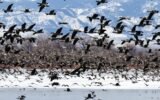 Canadian geese winter migration Georgia
