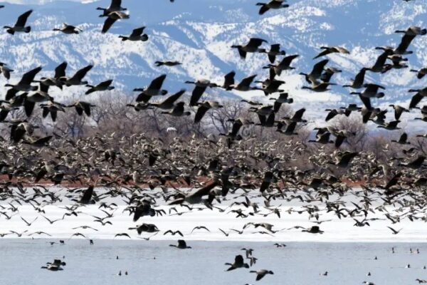Canadian geese winter migration Georgia