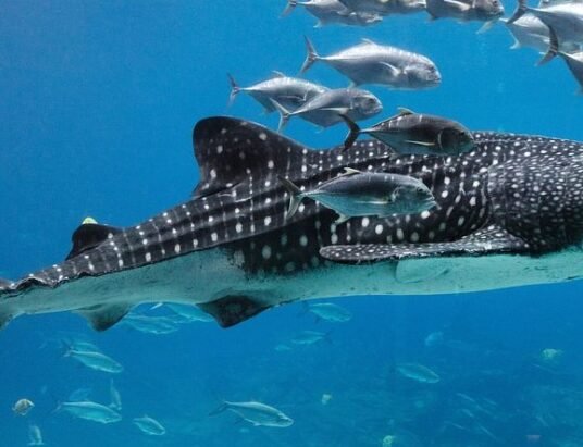 Georgia Aquarium whale shark exhibit