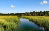 Georgia coastal salt marsh landscape