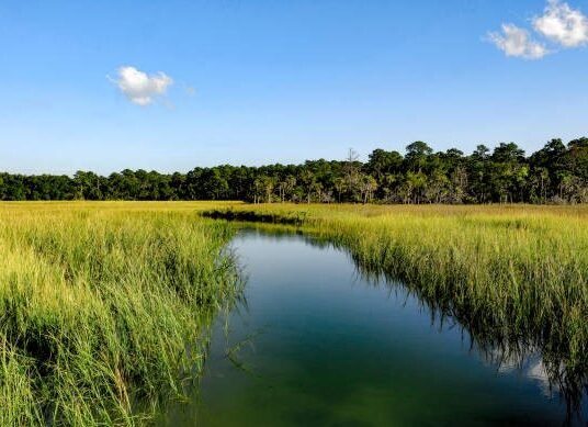 Georgia coastal salt marsh landscape
