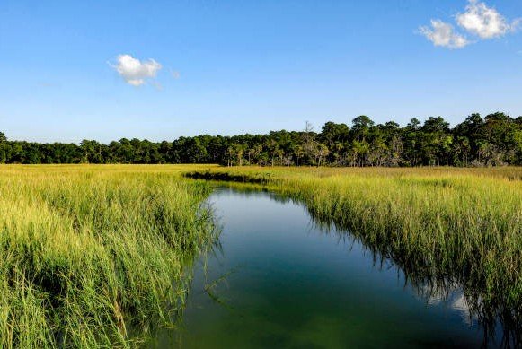 Georgia coastal salt marsh landscape