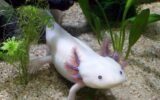 axolotl regeneration