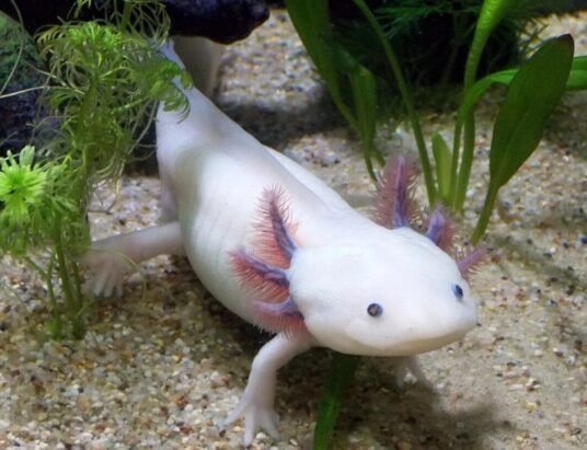 axolotl regeneration