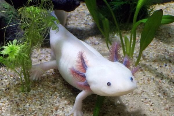 axolotl regeneration