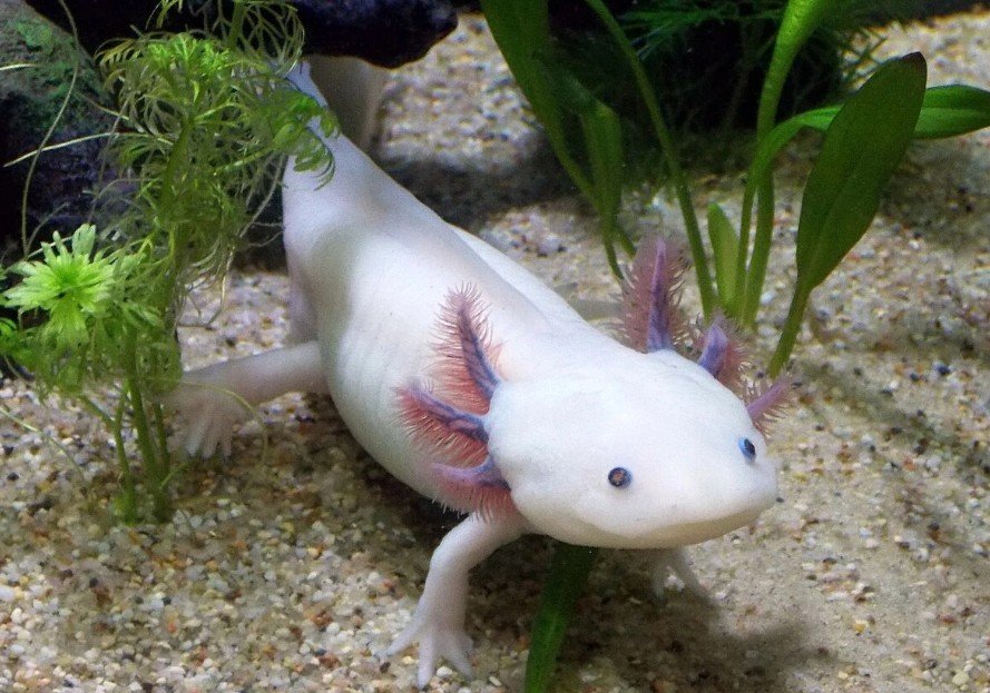 axolotl regeneration