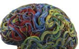 brain networks