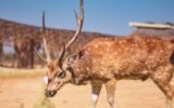 deer hunting donation