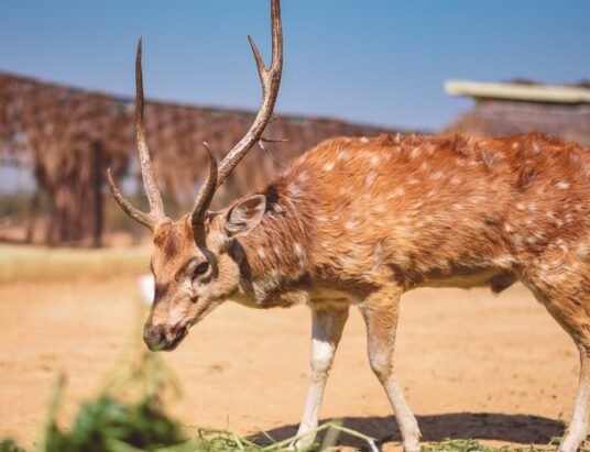deer hunting donation
