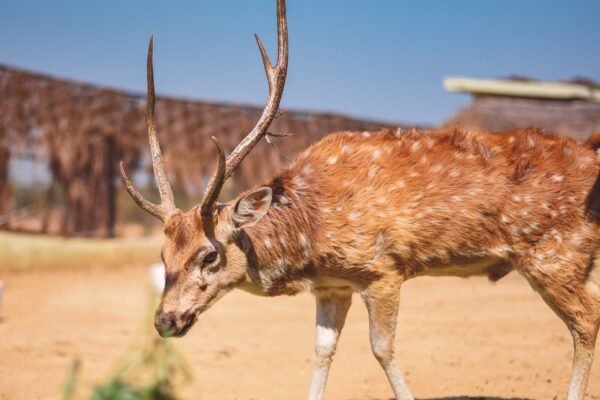 deer hunting donation