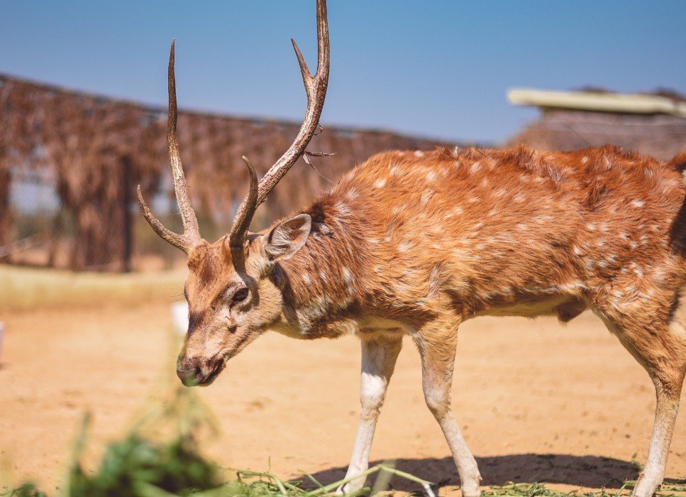deer hunting donation