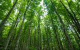 forest conservation landscape