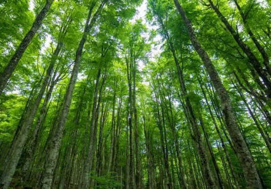 forest conservation landscape