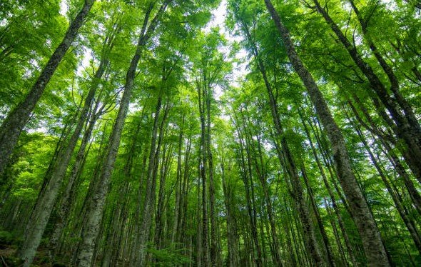 forest conservation landscape