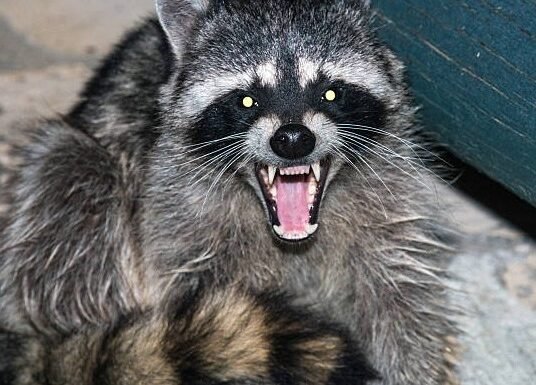 raccoon in wild
