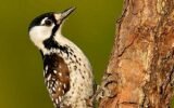 red-cockaded woodpecker