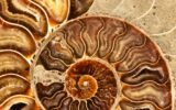 ammonite fossil spiral shell