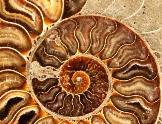ammonite fossil spiral shell