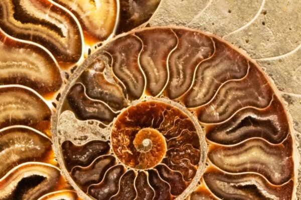 ammonite fossil spiral shell