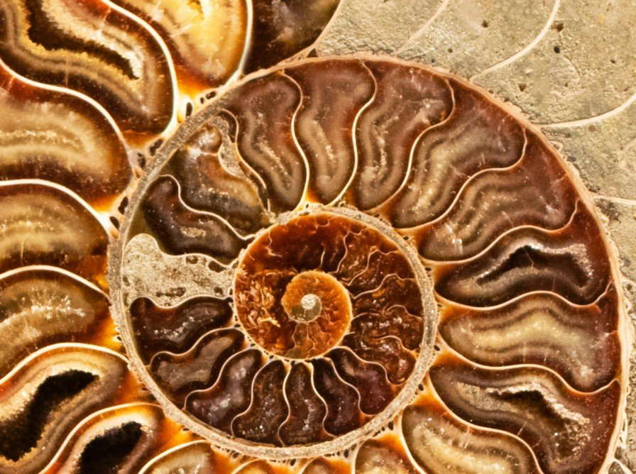 ammonite fossil spiral shell