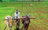 farmer field