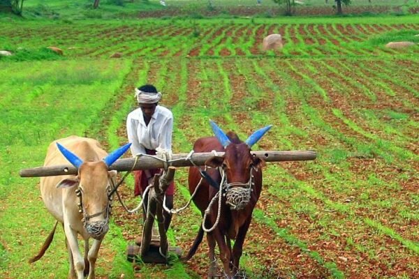farmer field