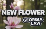 georgia-state-flower-change-sweetbay-magnolia-bill