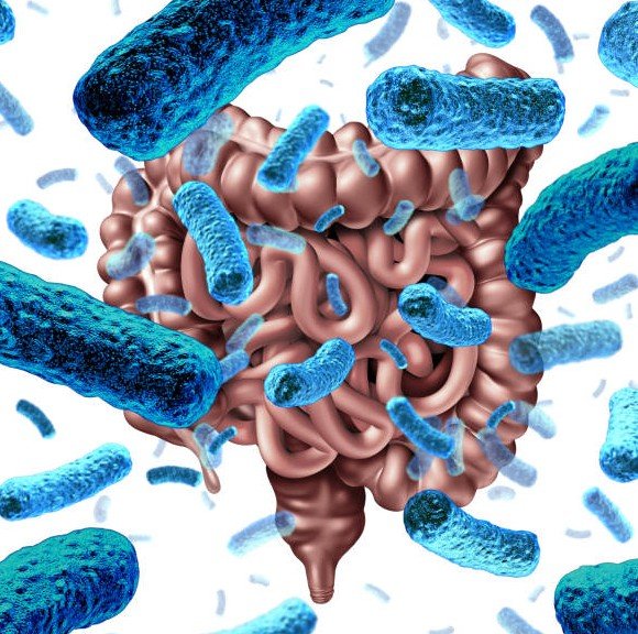 gut bacteria illustration