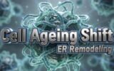 ageing-cell-process-er-phagy-discovery