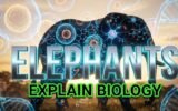 elephants biology concepts real world example