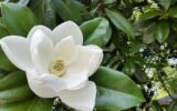 georgia-native-state-flower-magnolia
