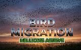 spring migratory birds arrival Georgia April species