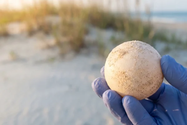 Male loggerhead sea turtle tracking effort begins on Georgia barrier islands.