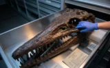 Tylosaurus rex giant Cretaceous sea predator identified from museum fossil collections.