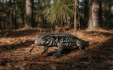 Argentine black and white tegu in Georgia pine forest