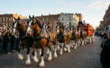 Budweiser Clydesdales eight-horse hitch parading through Savannah for 150th anniversary celebration.