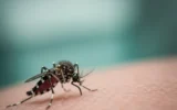 Dengue virus detected in Georgia signals mosquito borne disease spread across Europe.