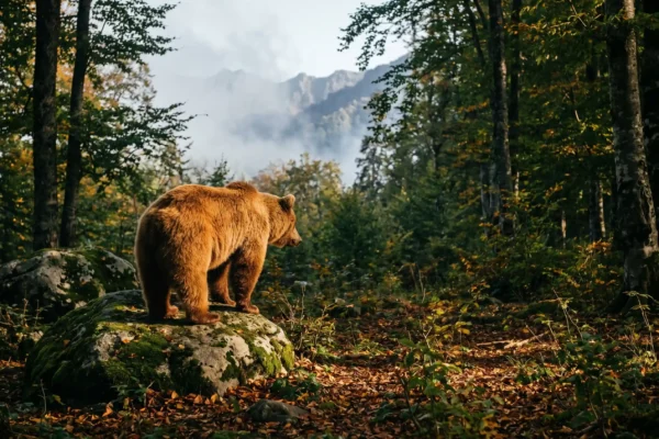 Georgia brown bear population census outside national parks