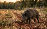 Georgia feral hog eradication funding vetoed as drone hunting law takes effect.