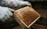 Georgia National Food Agency bee colony rain weakened immunity spring advisory.