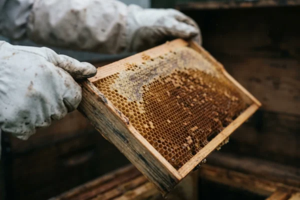 Georgia National Food Agency bee colony rain weakened immunity spring advisory.