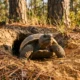 Georgia's Protected Species List Opens to Public Nominations for 2026