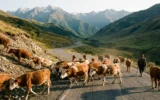 Georgian Roads Department livestock prevention service rural highway
