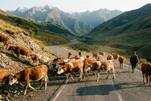 Georgian Roads Department livestock prevention service rural highway
