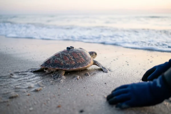 Hybrid sea turtle Earl Grey released into the Atlantic off Jekyll Island Georgia.