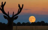Buck Moon rising orange July 2026 full moon antlers