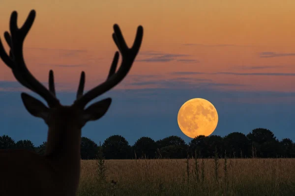 Buck Moon rising orange July 2026 full moon antlers